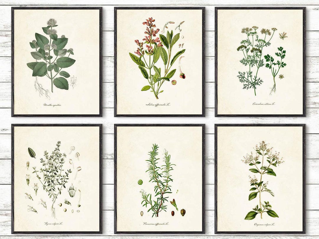 Kitchen Herbs Kitchen Wall Art Print Set of 6, Vintage Botanical Herb ...
