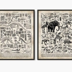 Skeleton Poster, Buchblock, Larousse Buchseite, Wissenschaft Poster, Lernposter, Paläontologie, Evolution Poster, Set 2 Drucke, L26