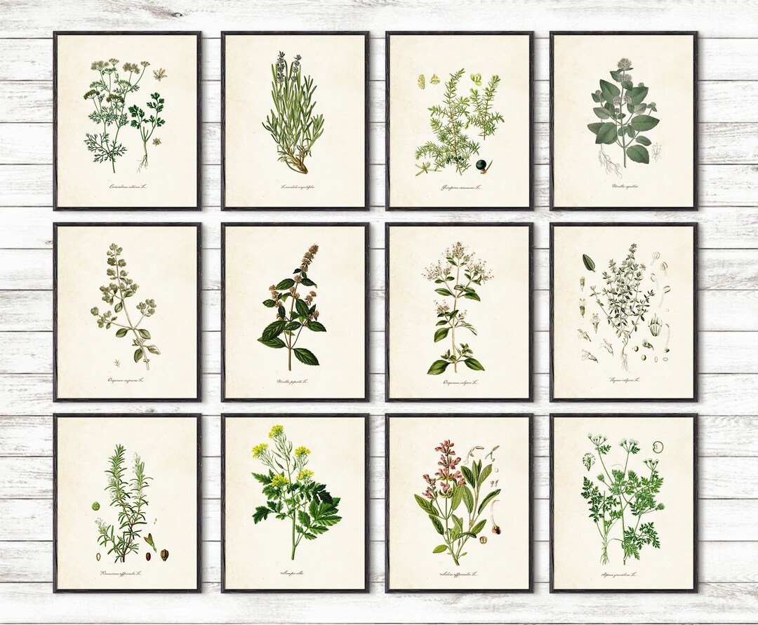 botanical herb prints set of 4 unframed botanical herb... Set of 12 Kitchen Herbs Prints, Botanical Print Set for Dining Room ...