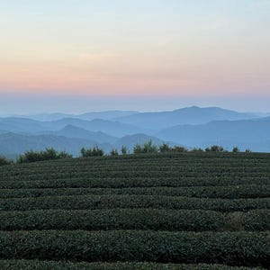 May include: A panoramic view of a lush green tea plantation with rows of plants stretching out towards a distant mountain range. The sky is a soft blend of pink and blue, creating a serene and tranquil atmosphere.