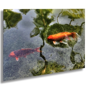 Koi Fish, Japanese, pond, carp, colorful fish