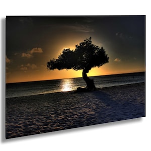 Aruba Divi Tree Sunset, Caribbean, island, vacation, beach, exotic