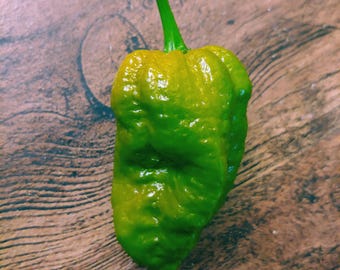 Big Olive Mama pepper seeds, Capsicum chinense