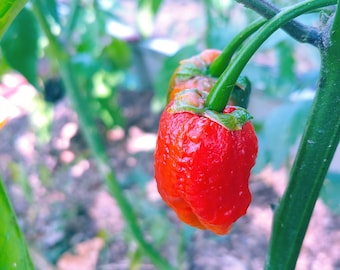 Apocalypse Bubblegum 7 (BBG7) pepper seeds, Capsicum chinense