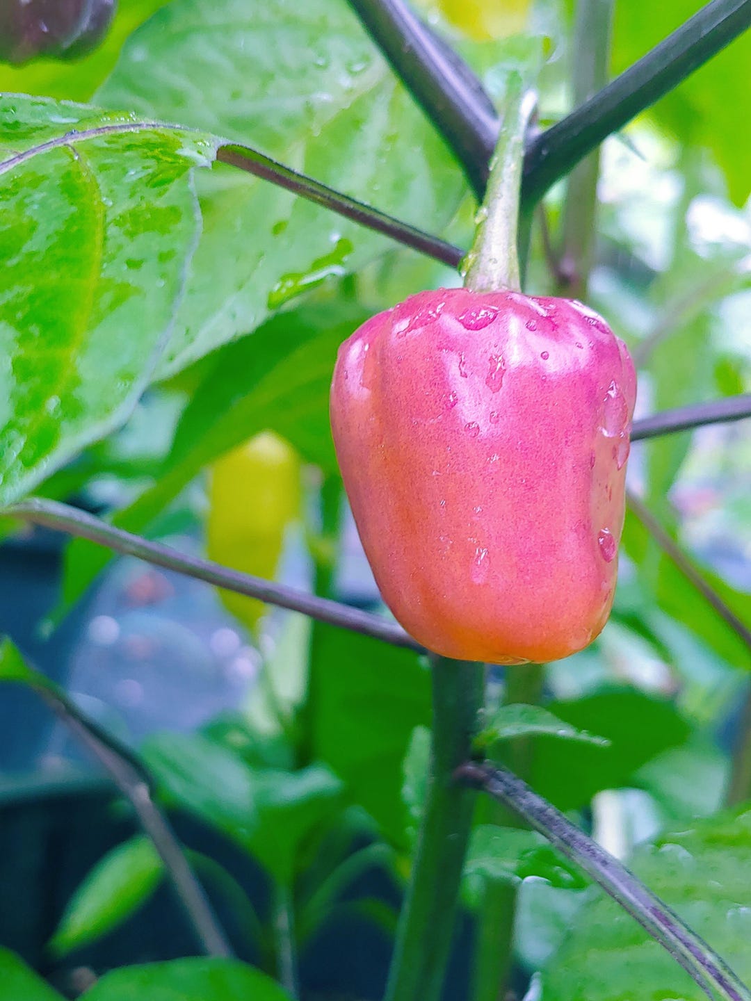 Fidalgo Roxa Pepper Seeds, Capsicum Chinense - Etsy