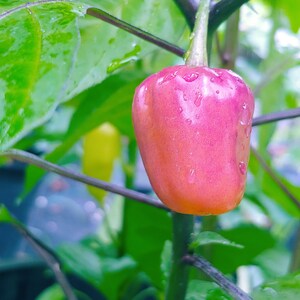 May include: A close-up of a pink and orange ornamental pepper with water droplets, attached to a green stem. The pepper is surrounded by green leaves and stems, with a blurred background.