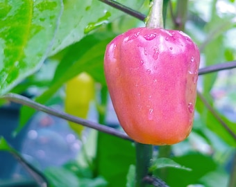 Fidalgo Roxa pepper seeds, Capsicum chinense