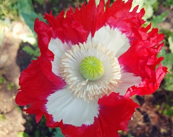 Danish Flag poppy seeds, Papaver somniferum