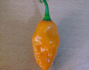 Habanada pepper seeds, Capsicum chinense