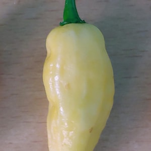 May include: A single, pale yellow pepper with a green stem. The pepper has a slightly bumpy texture and is set against a light brown wooden surface. The pepper is a unique shape.