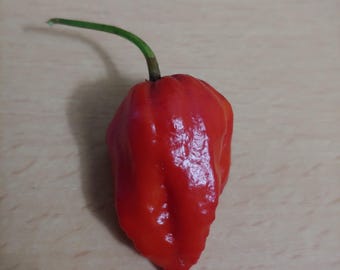 Ghost (Bhut Jolokia) pepper seeds, Capsicum chinense