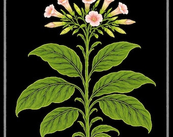 Cuban Criollo 98 tobacco seeds, Nicotiana tabacum - Country of Origin: USA