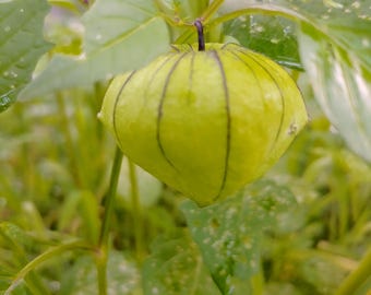 Tomatillo seeds, Physalis philadelphica