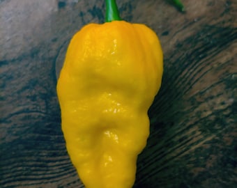 Big Yellow Mama pepper seeds, Capsicum chinense