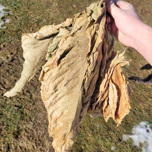 buy dried tobacco leaves Dry Tobacco Leaves