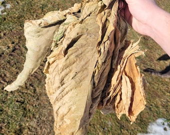 Dominican Republic (Cigar Wrapper) tobacco seeds, Nicotiana tabacum