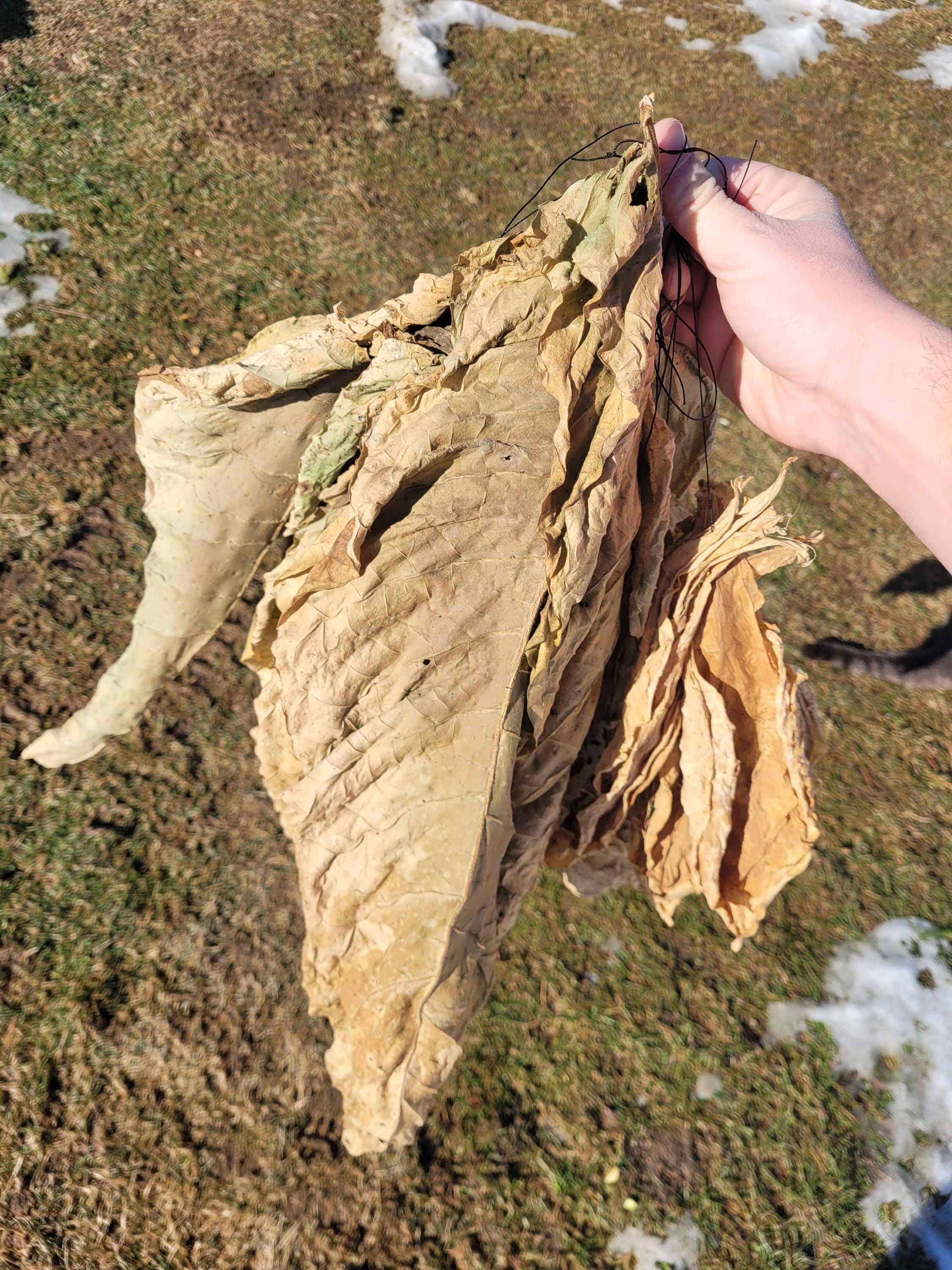 tobacco pesticide recipe 10 Natural Pesticides With Recipes and How to Use Them
