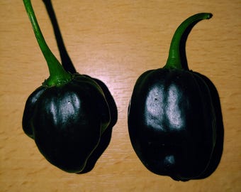 Swiss Chocolate pepper seeds, Capsicum chinense