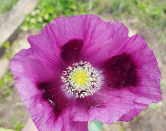 Hungarian Blue Seeded poppy seeds, Papaver somniferum