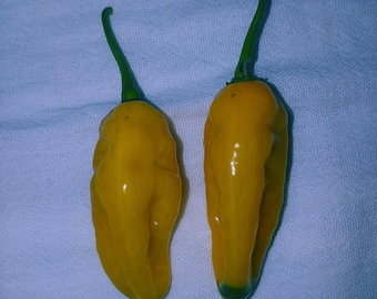 Grenada seasoning pepper seeds, Capsicum chinense