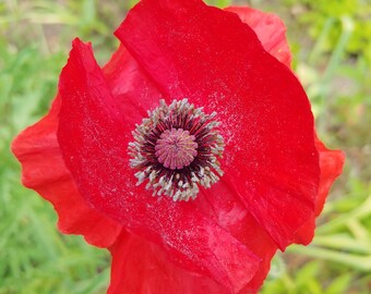 American Legion poppy seeds, a.k.a. Common poppy, Papaver rhoeas