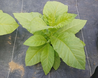 Bulk Tobacco Seed Mix, Nicotiana tabacum - 1/8th teaspoon - Country of Origin: USA