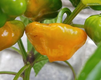 Jamaican Yellow Mushroom pepper seeds, Capsicum chinense