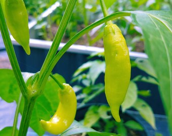 Aji Limon pepper seeds, a.k.a. Lemon Drop, Capsicum baccatum