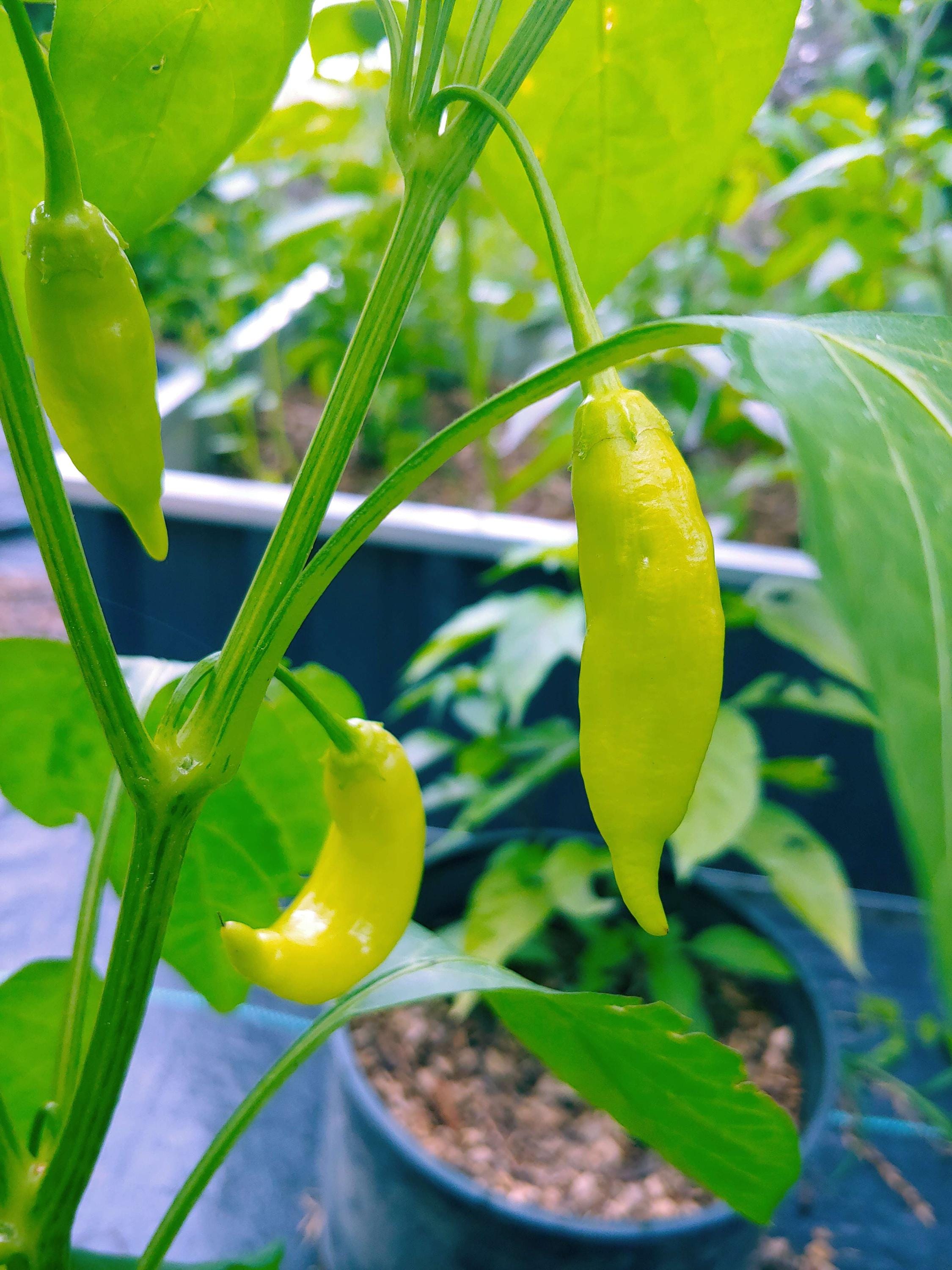 Aji Limon Pepper Seeds, A.k.a. Lemon Drop, Capsicum Baccatum - Etsy