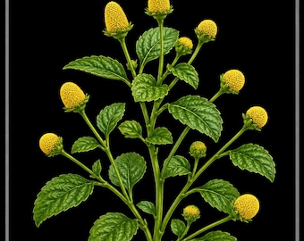 Brazilian toothache plant seeds, Acmella oleracea