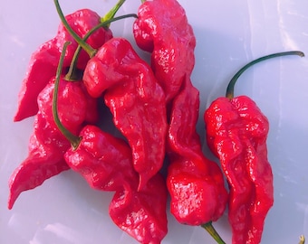 Ghostly Jalapeno pepper seeds, Capsicum chinense X Capsicum annuum