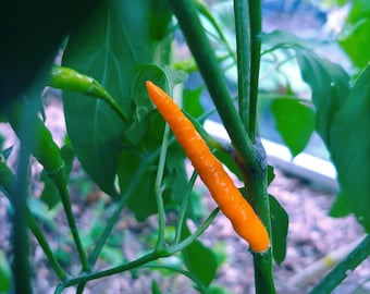 Orange Thai Hot pepper seeds, Capsicum annuum
