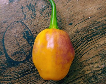 CGN 21500 pepper seeds, Capsicum chinense