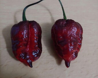 Orion pepper seeds, Capsicum chinense - Limited Quantity