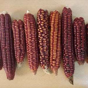 May include: An overhead shot displays a collection of ten ears of corn. The corn kernels are a deep burgundy color, with some showing hints of orange. The husks are removed, revealing the kernels arranged in neat rows. The corn cobs vary in size.