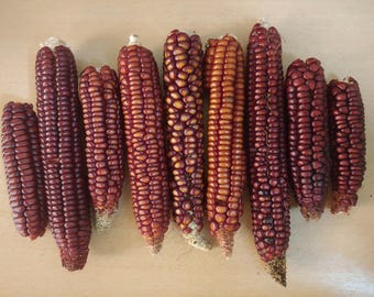 King Philip's (Metacomet's) maize corn seeds, Zea mays