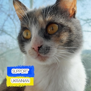 Ukraine | Support Ukraine | Save Ukraine | Peace for Ukraine | Pray for Ukraine | Stand with Ukraine | Digital Ukraine | Ukrainian Postcard