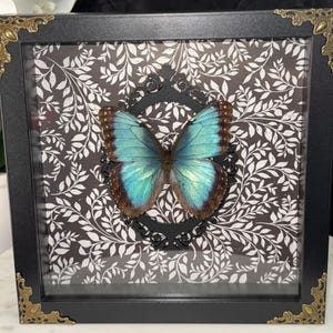 Blue Morpho Butterfly, Dekoracja ścienna, Entomologia, Wystrój domu, Osobliwości, Ciekawostki, Sztuka owadów, Niepowtarzalny prezent, Sztuka owadów, Kreatywna sztuka, Pudełko cieni