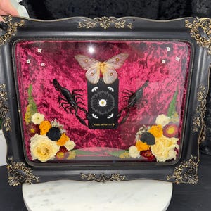 The "Wheel of Fortune" Frame, Moths, Insect Art, Bug Art, Oddities, Curiosities, Unique Gifts, Creative Art, Home Decor