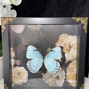 Prawdziwy motyl Morpho, dekoracja ścienna, entomologia, wystrój domu, osobliwości, ciekawostki, sztuka owadów, wyjątkowy prezent, sztuka owadów, kreatywna sztuka, pudełko cieni