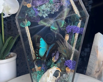 Skull Butterfly Glass Coffin, Gothic Entomology Oddities Art