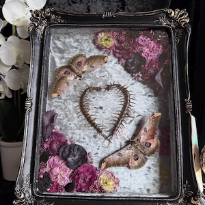 May include: A framed shadow box with a black ornate frame. Inside, two moths with brown and pink wings are displayed with a heart-shaped centipede and pink and purple flowers. The background is a light gray velvet.