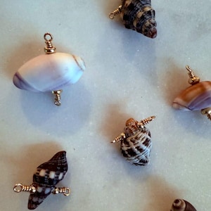 May include: Six seashells with gold wire loops attached. The shells are various shapes and sizes, with brown, white, and black patterns.
