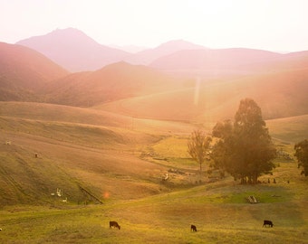 Grazing Cows Farm Print // Farmhouse Print // Large Wall Art Farm Decor // Cow Farm // Landscape Photography // California Sunset Print