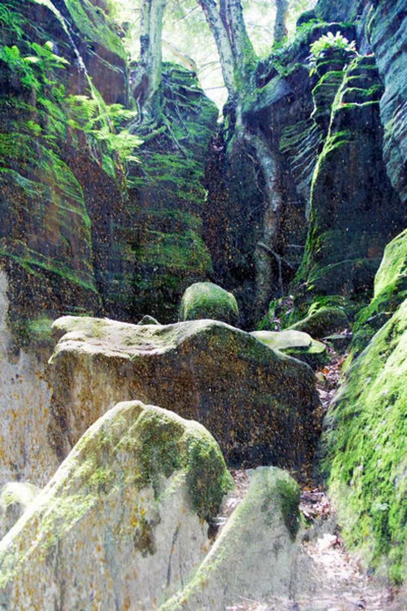 Deep Green Forest Print // Dark Green Moss Forest Photography // Forest Print // Forest Photography // Dark Green Print image 2