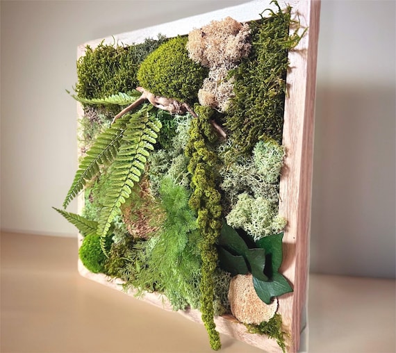 Cadre végétal stabilisé avec mousse et fougères | Décoration murale naturelle artisanale | Tableau de verdure en bois fait main