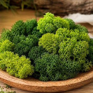 Peut inclure: Un bol en bois rempli de mousse verte vibrante. La mousse varie en nuances de vert clair à foncé, créant un affichage naturel et texturé. Le bol repose sur une surface en bois clair, avec de la verdure en arrière-plan.