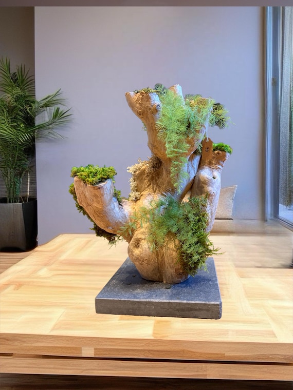 Bois flotté lumineux & mousse stabilisée – Sculpture végétale naturelle – Centre de table zen – Décoration nature sans entretien – Pièce uni