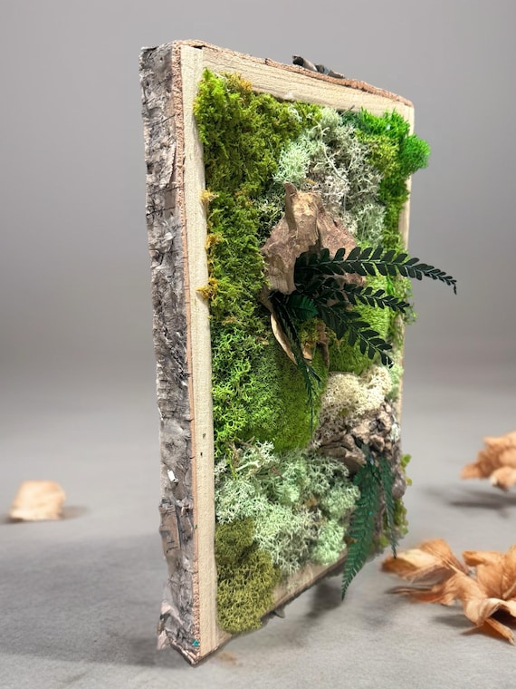 Cadre végétal en mousse stabilisée – Déco d'intérieur naturelle murale bois, mousse et fougère – Forêt miniature apaisante- Pièce unique