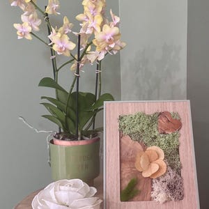 Natuurlijk gestabiliseerd saliegroen plantenframe
